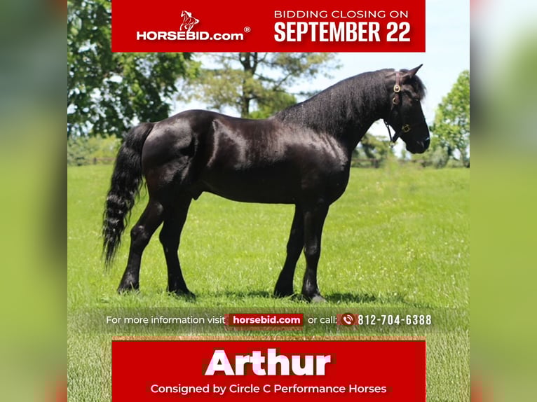 Frisones Mestizo Caballo castrado 9 años 150 cm Negro in Borden