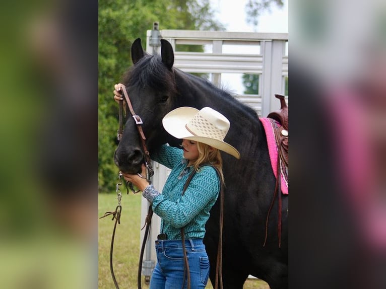 Frisones Mestizo Caballo castrado 9 años 150 cm Negro in Borden