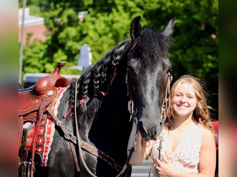Frisones Mestizo Caballo castrado 9 años 150 cm Negro in Borden