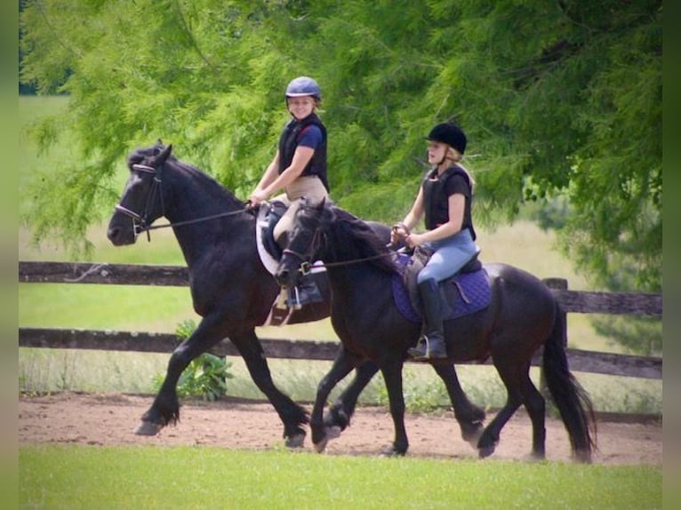 Frisones Mestizo Caballo castrado 9 años 150 cm Negro in Borden
