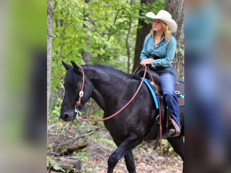 Frisones Mestizo Caballo castrado 9 años 150 cm Negro in Borden