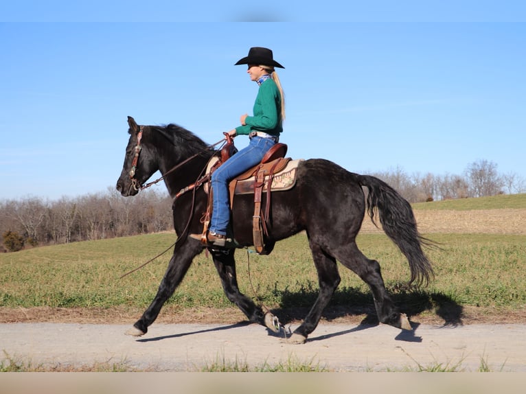 Frisones Caballo castrado 9 años 155 cm Negro in Flemingsburg KY