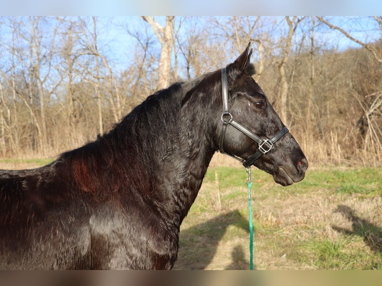 Frisones Caballo castrado 9 años 155 cm Negro in Flemingsburg KY