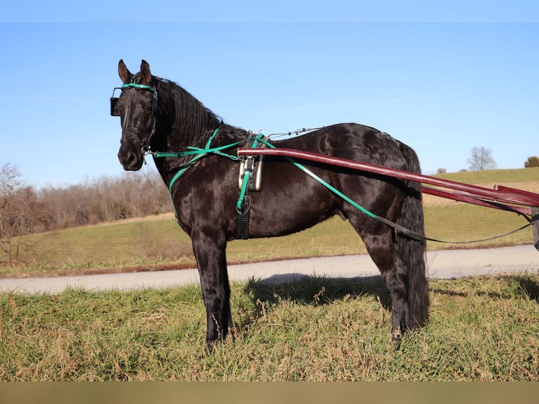 Frisones Caballo castrado 9 años 155 cm Negro in Flemingsburg KY