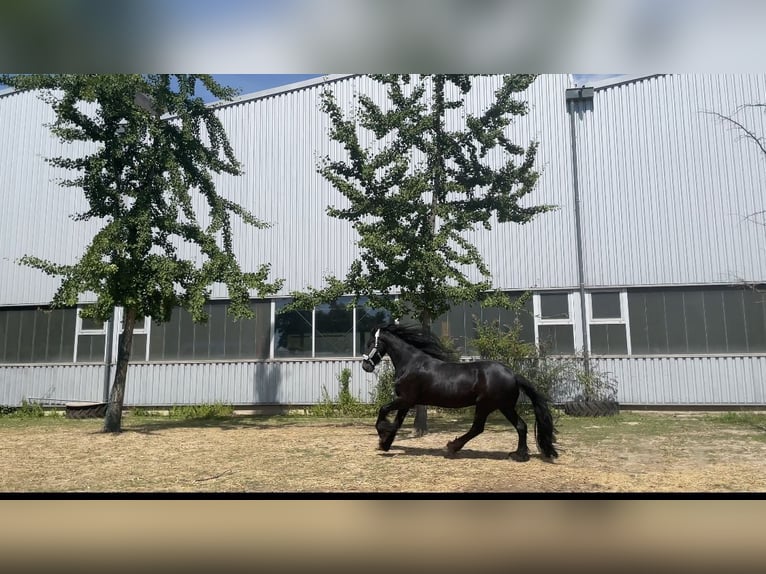 Frisones Caballo castrado 9 años 162 cm Negro in Niederzier
