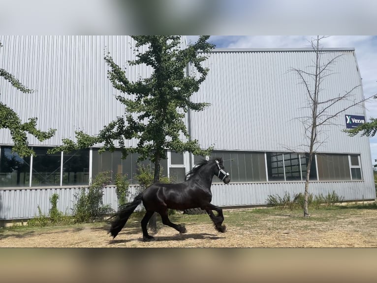 Frisones Caballo castrado 9 años 162 cm Negro in Niederzier