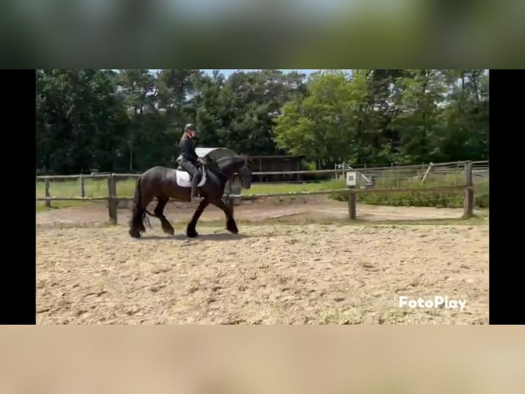 Frisones Caballo castrado 9 años 162 cm Negro in Niederzier