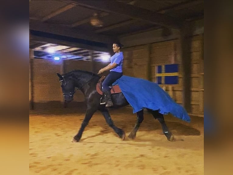Frisones Caballo castrado 9 años 163 cm  in Enterprise