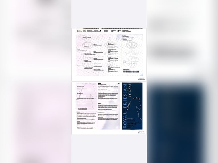 Frisones Caballo castrado 9 años 163 cm Negro in Scottsville AZ