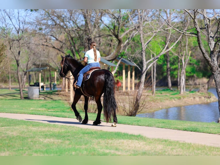 Frisones Caballo castrado 9 años 163 cm Negro in Forney