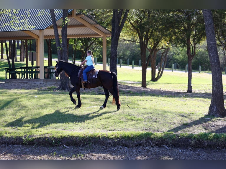 Frisones Caballo castrado 9 años 163 cm Negro in Forney