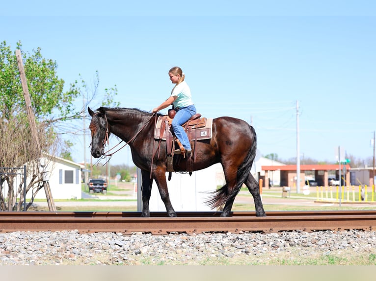 Frisones Caballo castrado 9 años 163 cm Negro in Forney