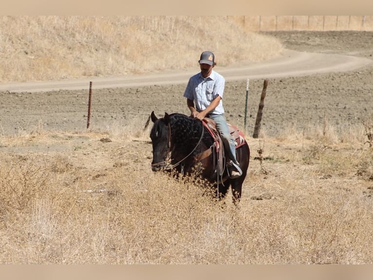 Frisones Caballo castrado 9 años 163 cm Negro in Paicines