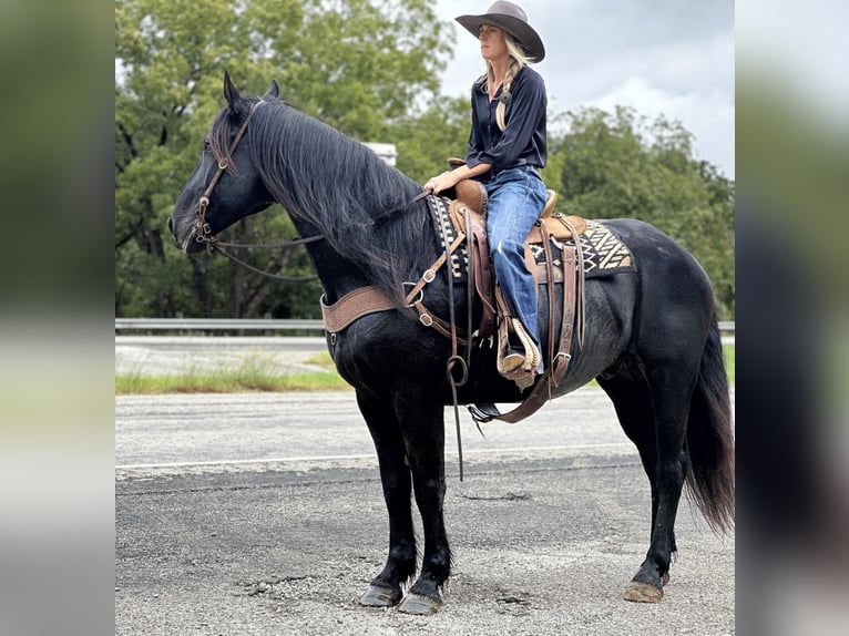 Frisones Caballo castrado 9 años 163 cm Negro in Byers TX