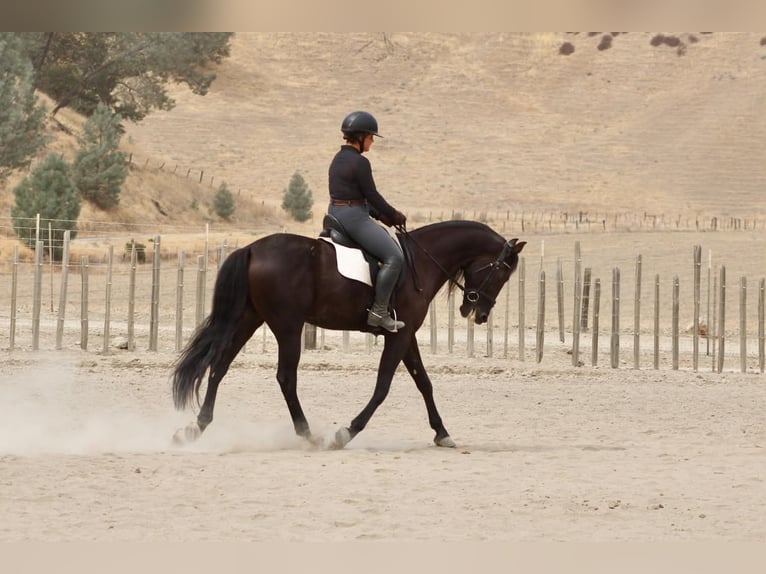 Frisones Caballo castrado 9 años 163 cm  in Tres Pinos
