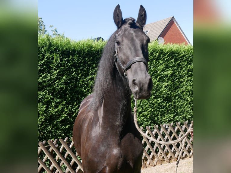 Frisones Caballo castrado 9 años 164 cm  in Dorsten