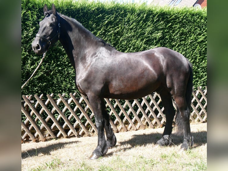 Frisones Caballo castrado 9 años 164 cm  in Dorsten