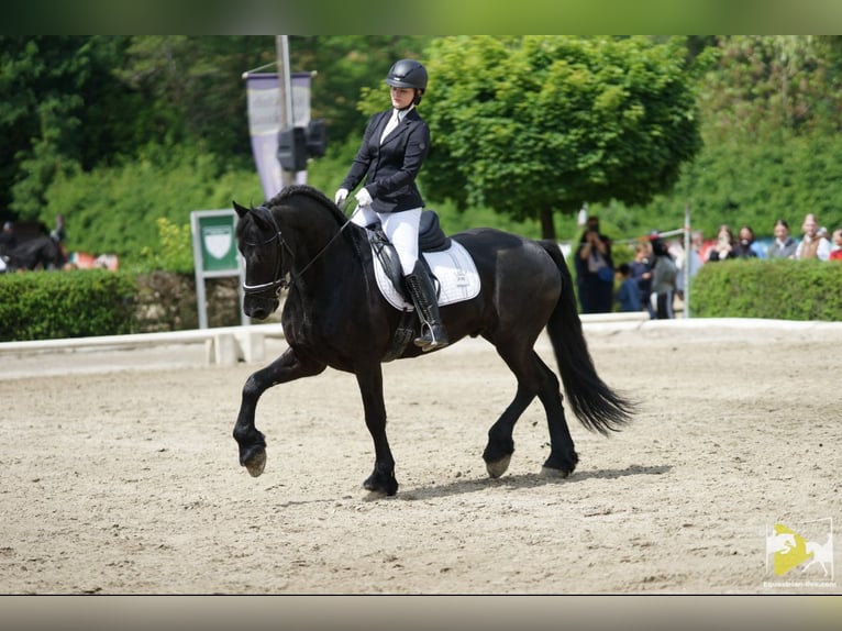 Frisones Caballo castrado 9 años 164 cm Negro in St. Marein bei Graz
