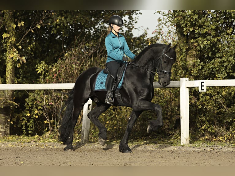 Frisones Caballo castrado 9 años 165 cm Negro in Britswert