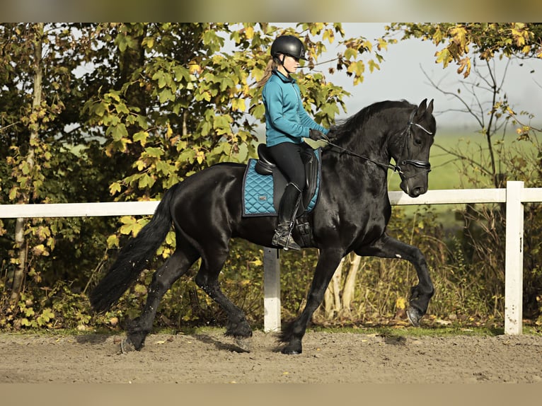 Frisones Caballo castrado 9 años 165 cm Negro in Britswert