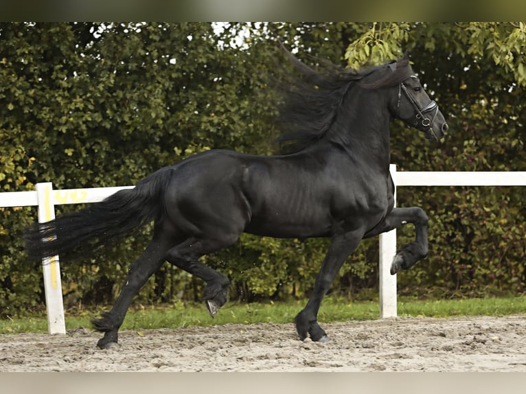 Frisones Caballo castrado 9 años 165 cm Negro in Britswert