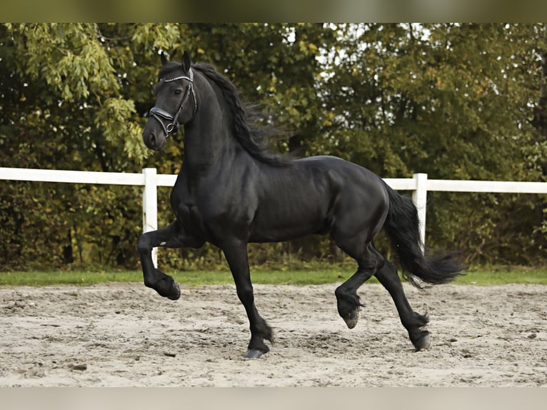 Frisones Caballo castrado 9 años 165 cm Negro in Britswert