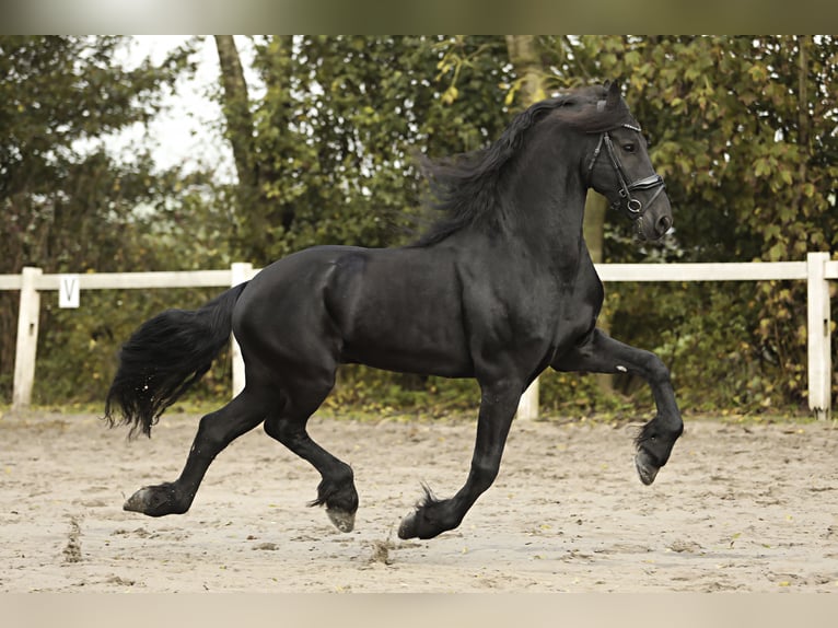 Frisones Caballo castrado 9 años 165 cm Negro in Britswert