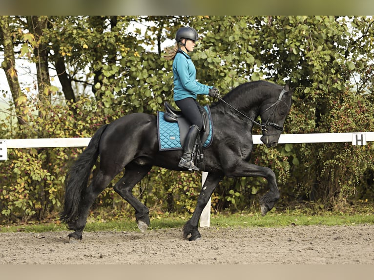 Frisones Caballo castrado 9 años 165 cm Negro in Britswert