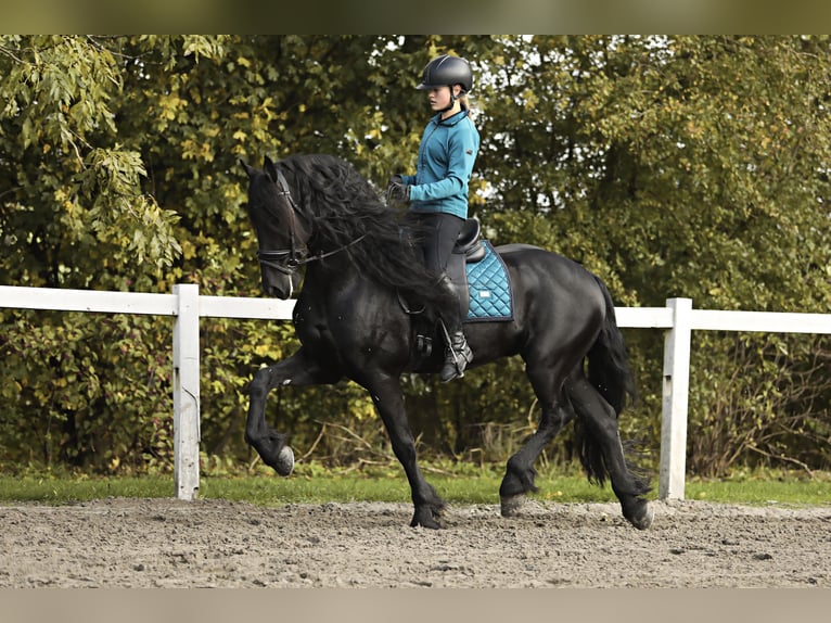 Frisones Caballo castrado 9 años 165 cm Negro in Britswert