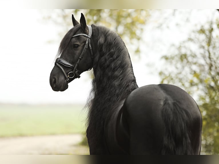 Frisones Caballo castrado 9 años 165 cm Negro in Britswert