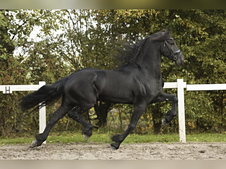 Frisones Caballo castrado 9 años 165 cm Negro in Britswert