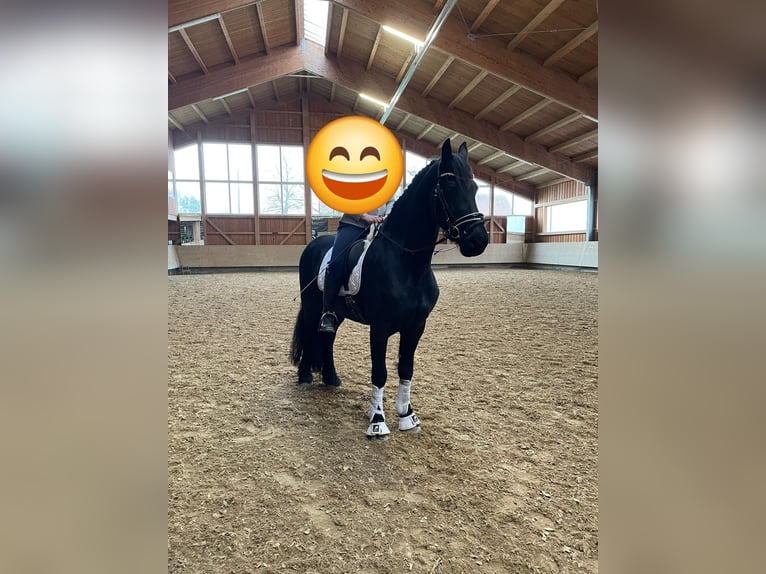 Frisones Caballo castrado 9 años 167 cm Negro in Augsburg