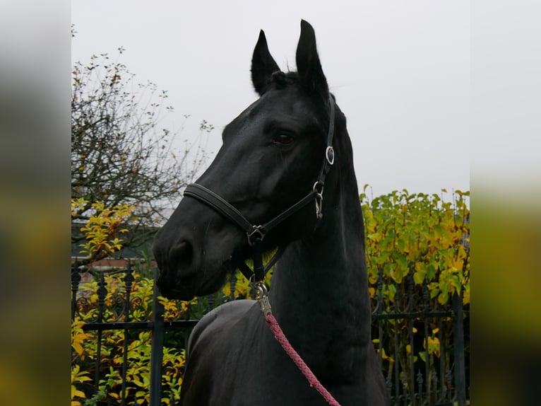 Frisones Caballo castrado 9 años 170 cm Negro in Dorsten