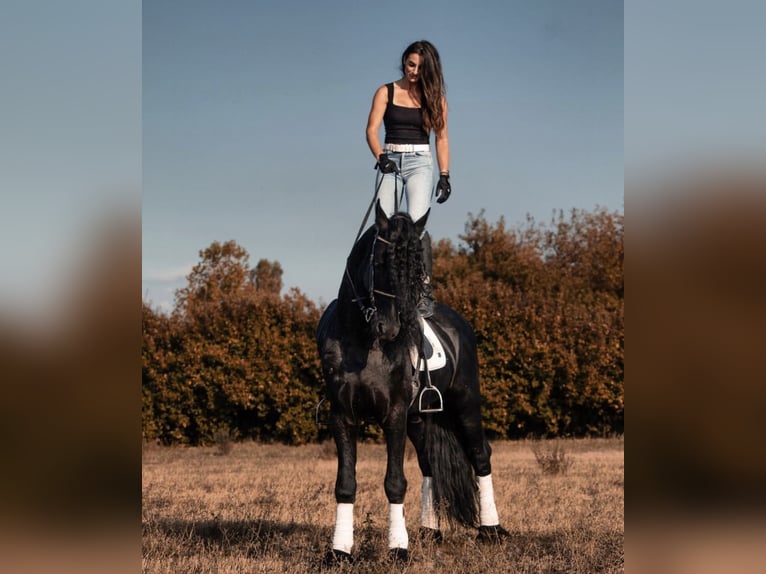 Frisones Caballo castrado 9 años 172 cm Negro in Bergamo