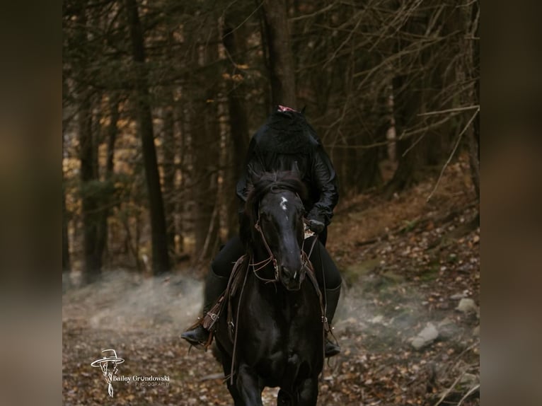 Frisones Caballo castrado 9 años 173 cm Negro in Everett PA