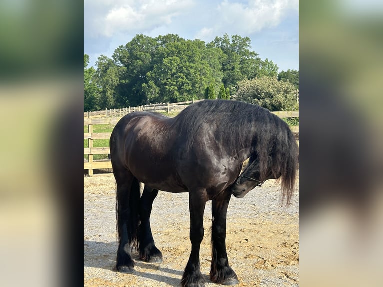 Frisones Caballo castrado 9 años Negro in Pell city, Alabama