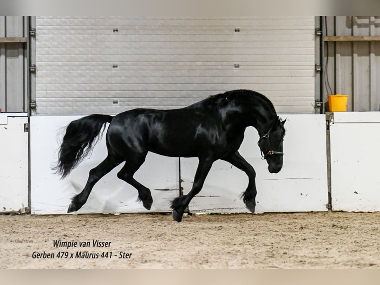 Frisones Semental 11 años 165 cm Negro in Appingedam