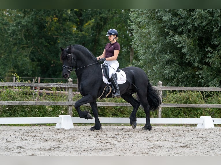 Frisones Semental 11 años 165 cm Negro in Appingedam