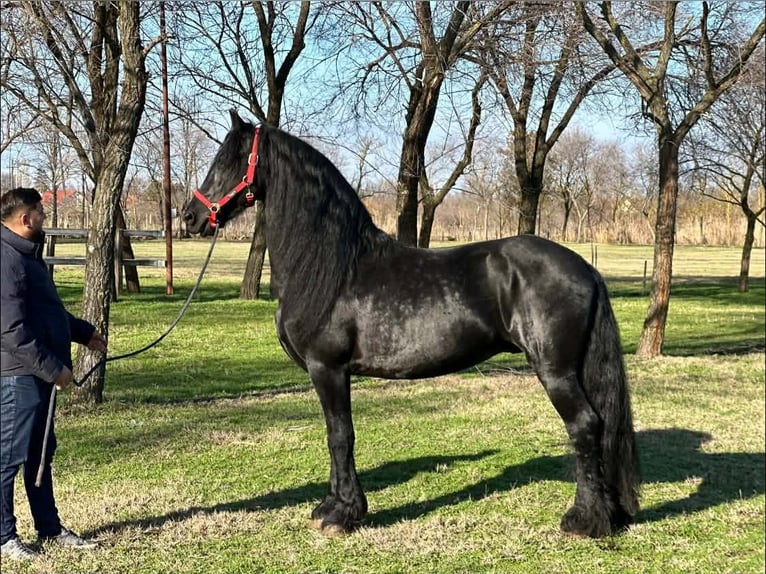 Frisones Semental 11 años 165 cm Negro in Békéscsaba