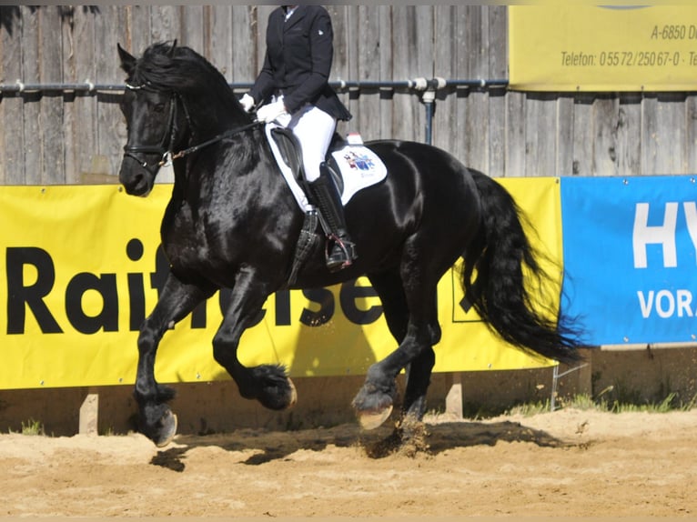 Frisones Semental 13 años 164 cm Negro in Wangen im Allgäu