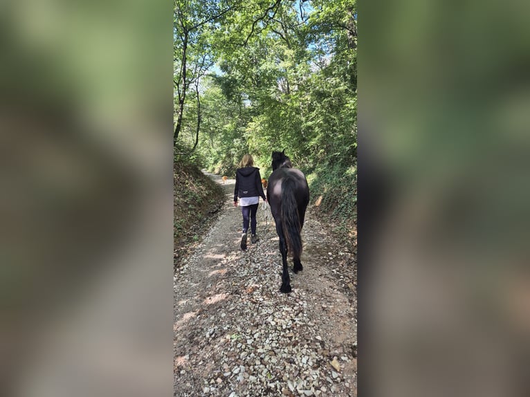 Frisones Semental 1 año 154 cm Negro in Hofheim am Taunus