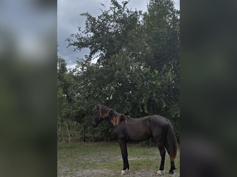 Frisones Semental 1 año 163 cm Negro in Fort Myers