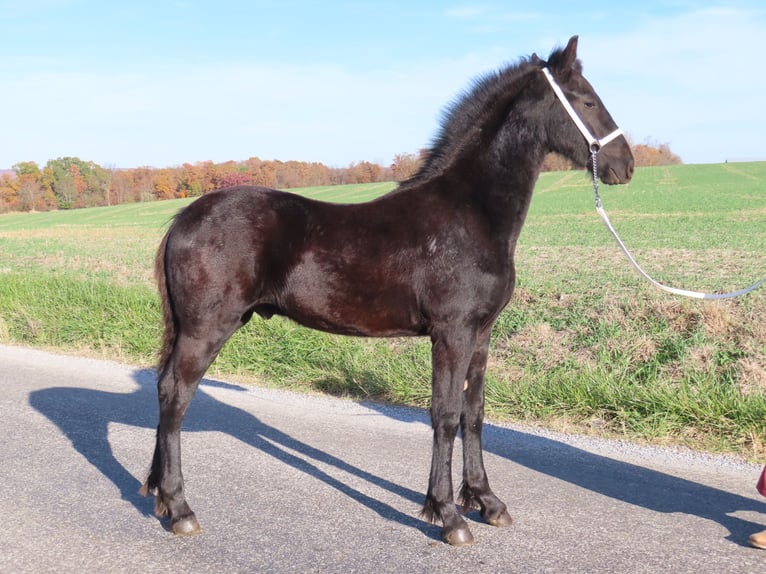 Frisones Semental 1 año 163 cm Negro in Holmesville