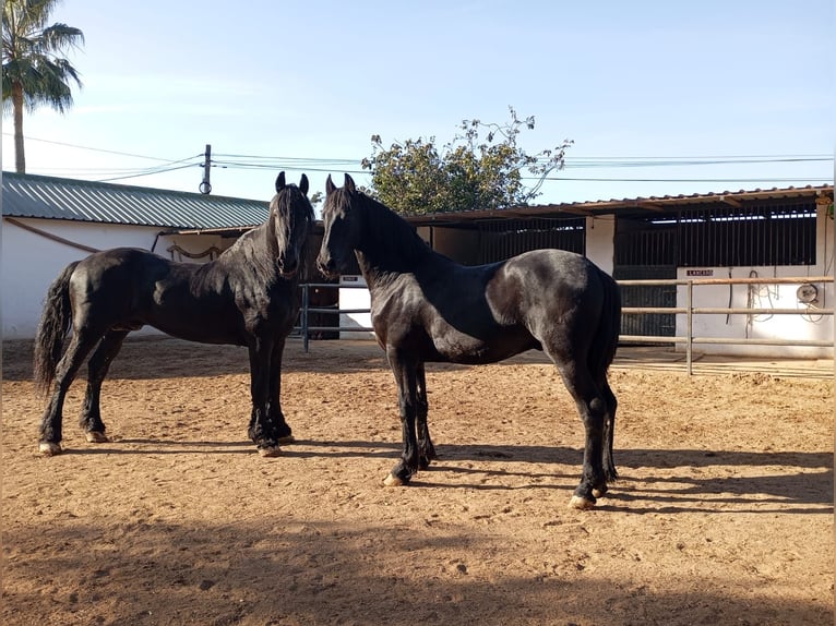 Frisones Semental 1 año 167 cm Negro in Marbella
