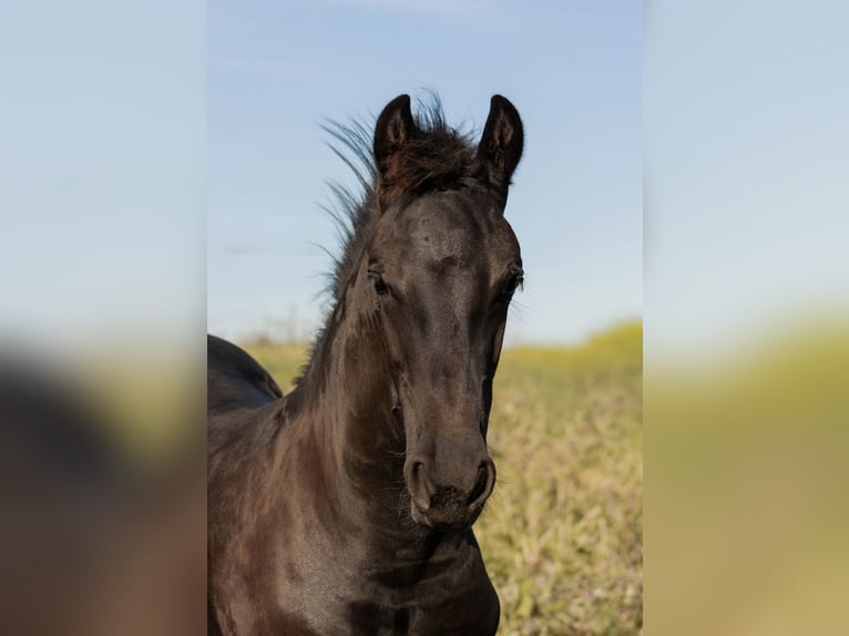 Frisones Semental 1 año Negro in ZwönitzZwönitz