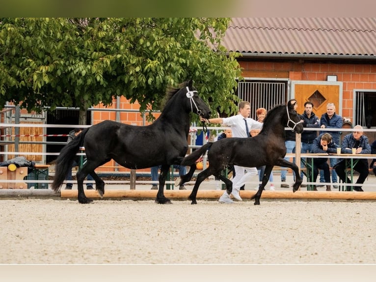 Frisones Semental 1 año Negro in ZwönitzZwönitz