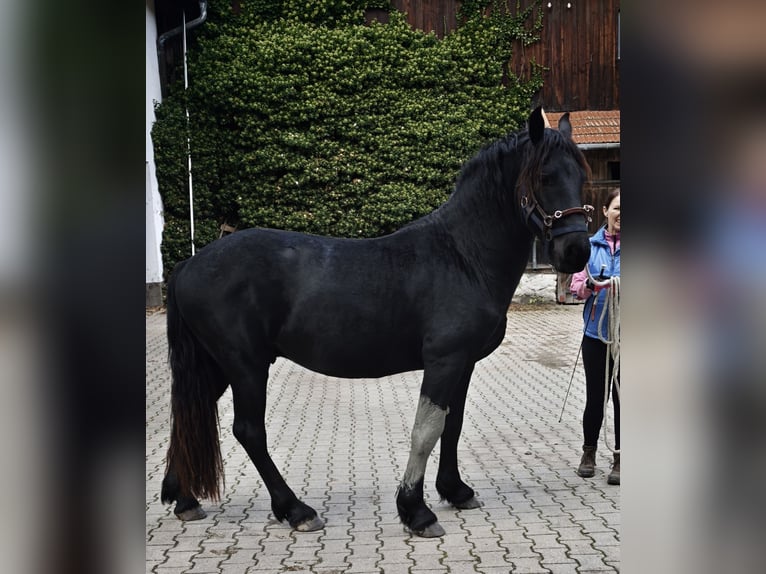 Frisones Semental 2 años 155 cm Negro in Patersdorf