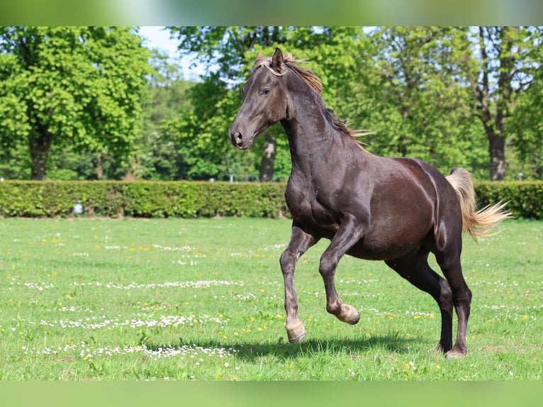 Frisones Semental 2 años 158 cm Negro in goven