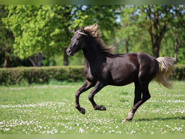 Frisones Semental 2 años 158 cm Negro in goven
