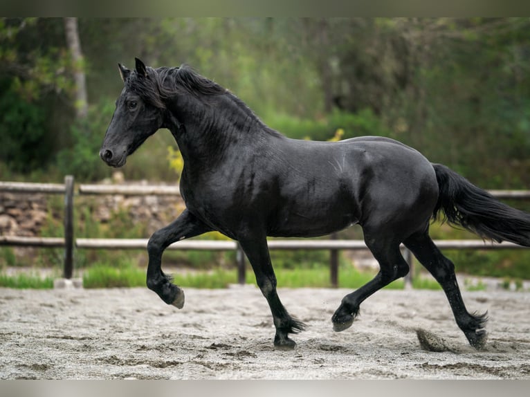 Frisones Semental 2 años 160 cm Negro in Soneja